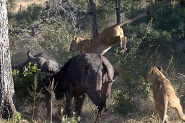 Trâu và sư tử đụng độ tại Khu bảo tồn Londolozi Game ở Nam Phi, sau một hồi giao chiến, trâu dùng đôi sừng sắc nhọn hất văng sư tử cái lên không trung.